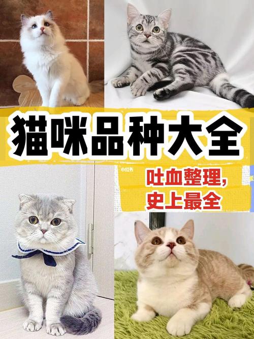 93关于猫咪的种类,很多人还停留在田园猫,美短,英短的认知,这回给