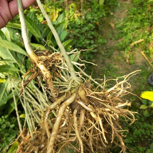 黄花倒水莲苗观音串种苗