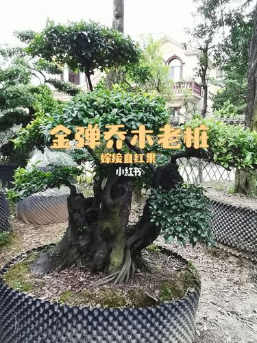 金弹子乔木老桩地栽盆景