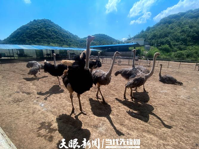 【走进乡村看小康】杨正文的"鸵鸟梦"飞出了大山