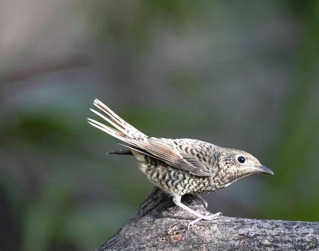 白喉矶鸫(雌鸟) 尾巴冲天