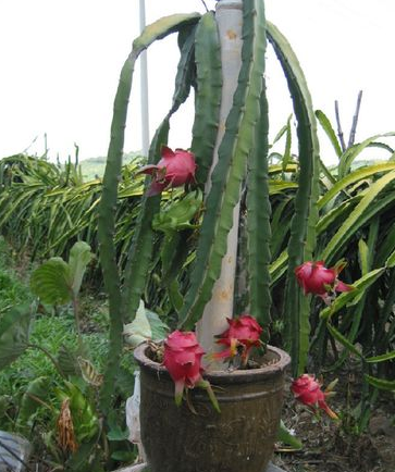 火龙果盆栽种植