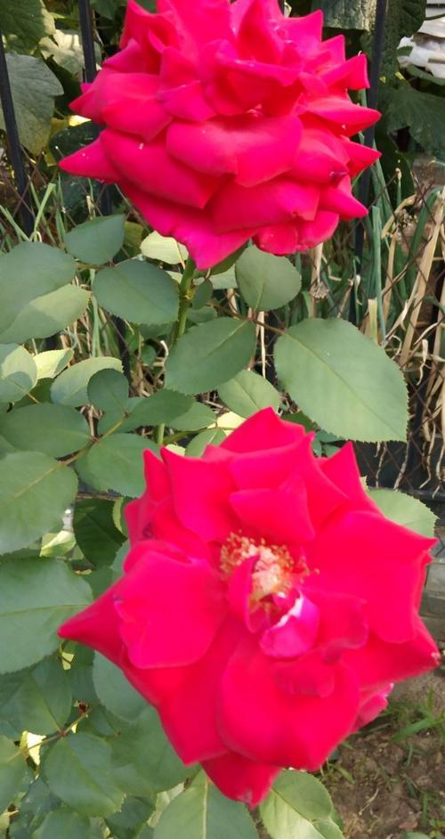 其它 月季花 写美篇   月季花别名:月月红,月月花,长春花,四季花,胜