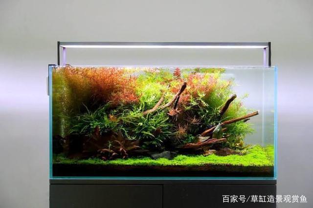 90cm沉木造景三角型结构草缸,沉木结构及水草搭配恰到