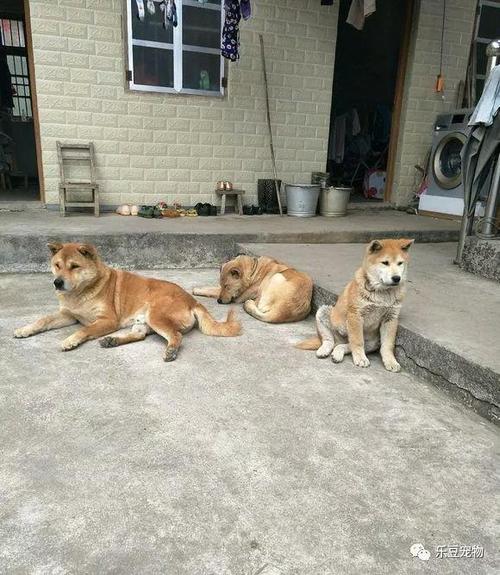 秋田犬|土狗|回娘家_新浪网