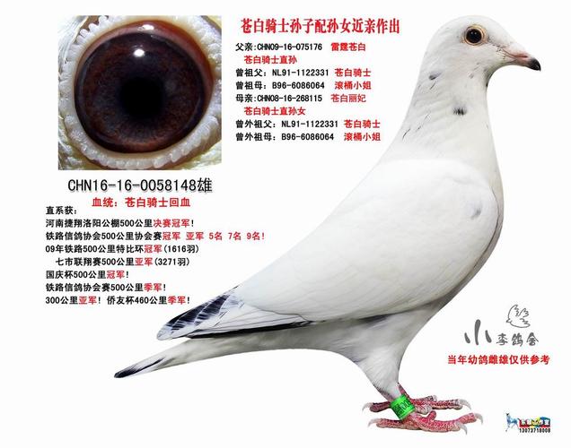 苍白骑士孙子配孙女近亲作出 保证金级 拍卖