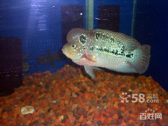 更新状态 帝王金花罗汉鱼