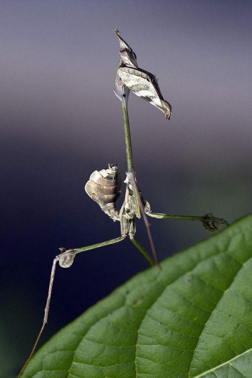 螳螂目·锥头螳科:锥头螳螂