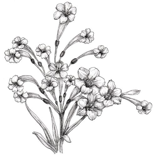 花之绘》爱林文化 主编赖舒婷 编著人民邮电 出版本书在手绘君小书店