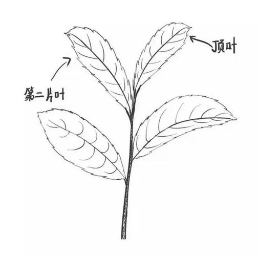 香气显著的乌龙茶到底哪里"乌龙"了?