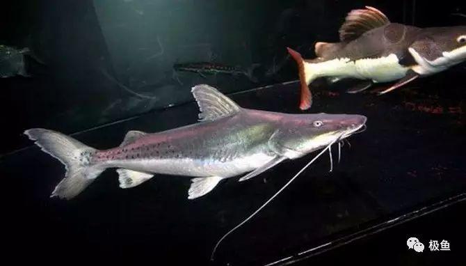 条件:22℃ ~26℃ 最大体长:300cm以上 特征:其中撒旦鸭嘴号称鸭嘴之王