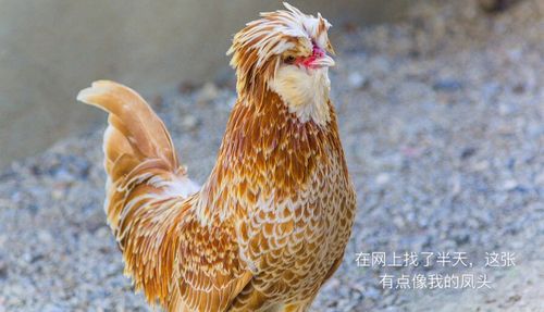 凤头是我小时候曾经养过的一只母鸡,它是我那时候的宠物和玩伴.