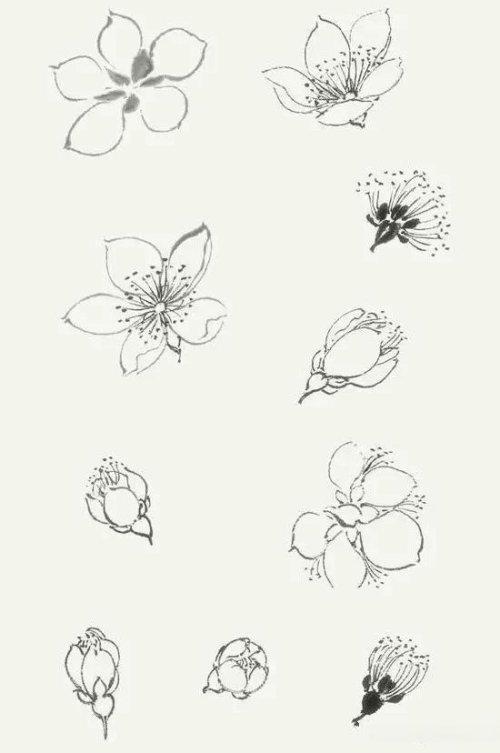 各种花卉的勾勒和点簇画法