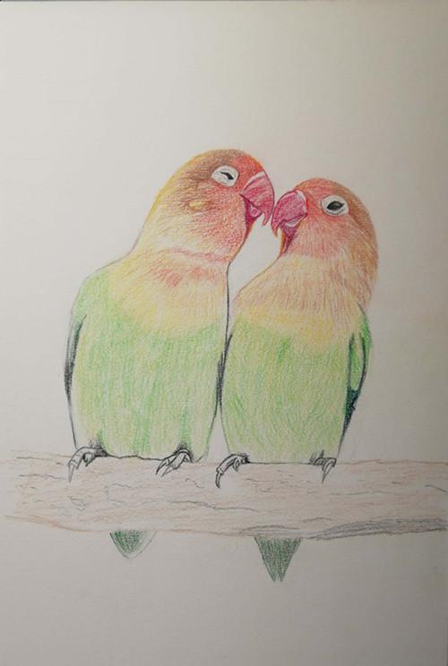 牡丹鹦鹉么么哒