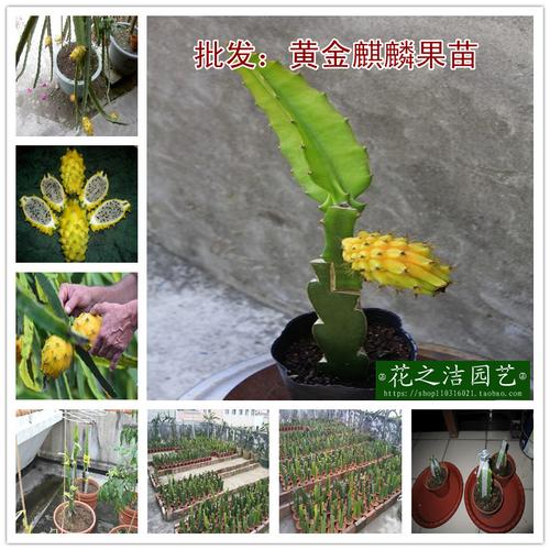 果树苗 黄水晶红龙果黄龙果苗 火龙果 黄金麒麟果 黄皮白肉 盆景商品