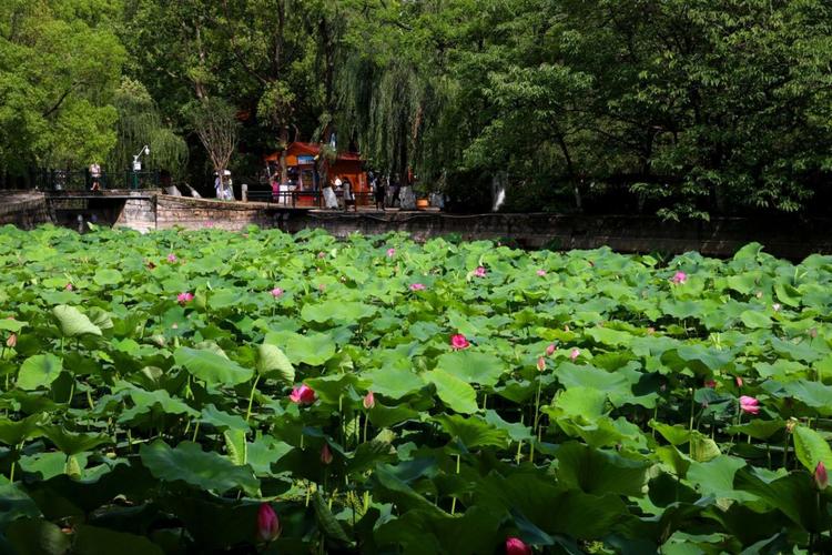 昆明翠湖公园的荷花