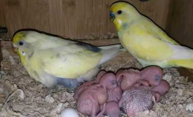 玄凤鹦鹉雏鸟一天喂几次