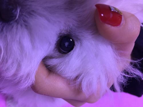 这种白色絮状物是固定的,瞳孔转动时白色