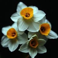 水仙花花朵头像唯美_微信头像图片大全