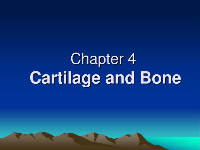 大学,医学院,本科生《基础医学导论》系列课件 chapter   cartilage