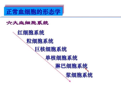 正常血细胞形态ppt