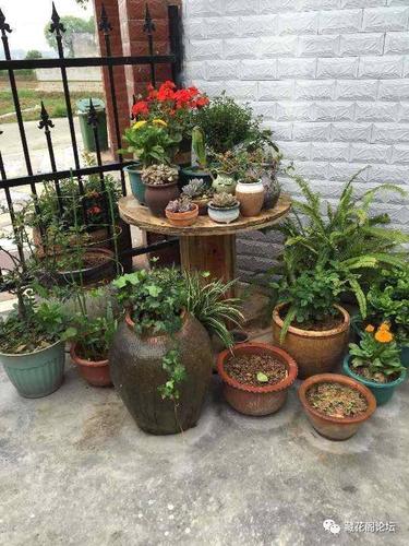 多出的几个花盆放在了这个小花园的各个角落.