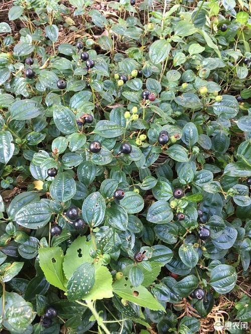 山捻子新鲜采摘精挑细选泡酒药用的地稔子