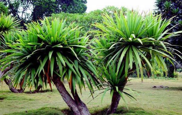 龙血树叶子发黄怎么办?