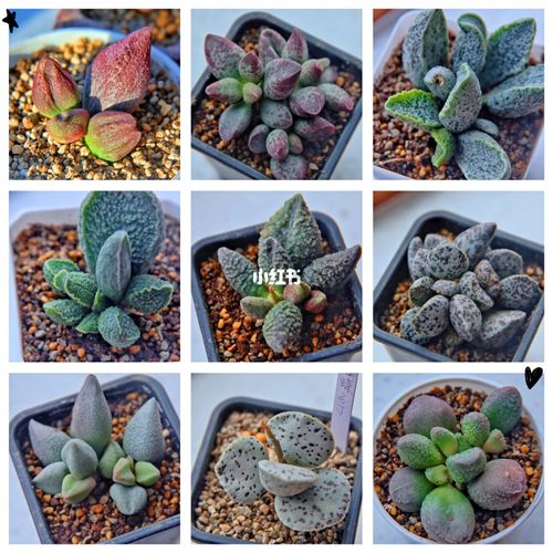 多肉水泡_多肉植物_多肉植物水泡_家居家装_家居装饰
