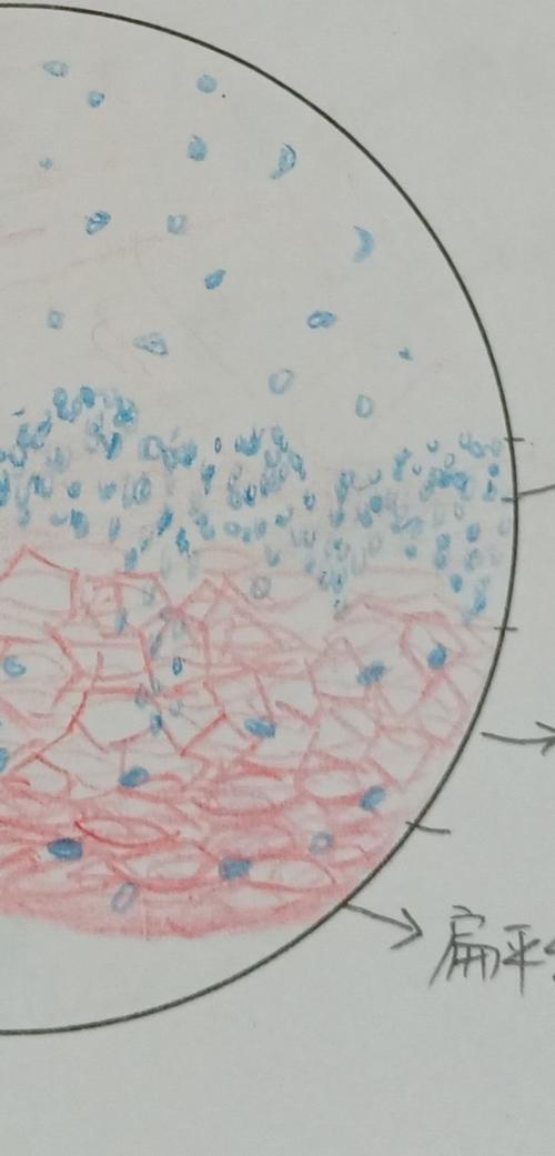 组胚实验红蓝铅笔绘图