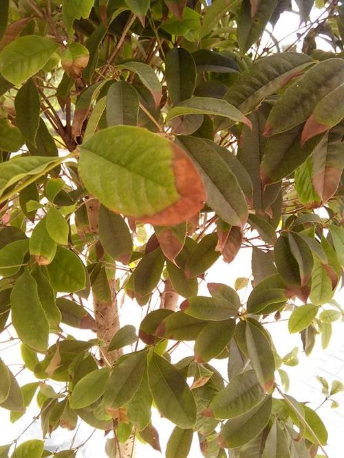 桂花树干半个叶怎么回事?还掉叶子?,是病吗?该怎么办?