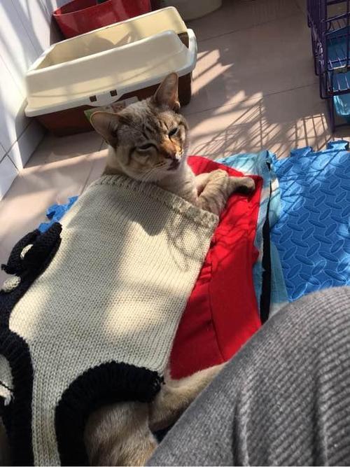 猫咪从4楼一跃而下摔成重伤,网友留言:这红嘴唇