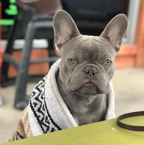 穿着披风的可爱汪星人,好帅气啊!