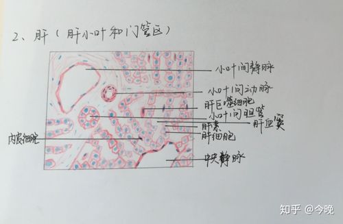 组胚红蓝铅笔图(小小学渣记录一下)学到哪里就更到哪里