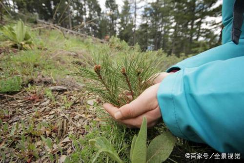 浅析松树种植技术,及病虫害防治技术,种植户必须做到