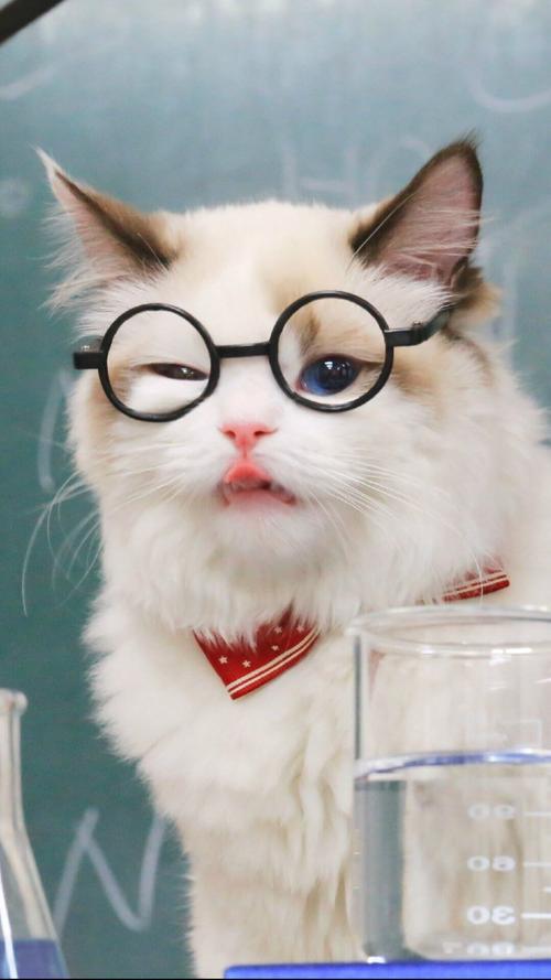 有哪些超级治愈的猫咪壁纸