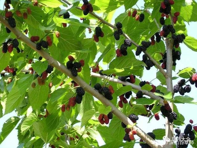 以下是中药材桑树叶照片.