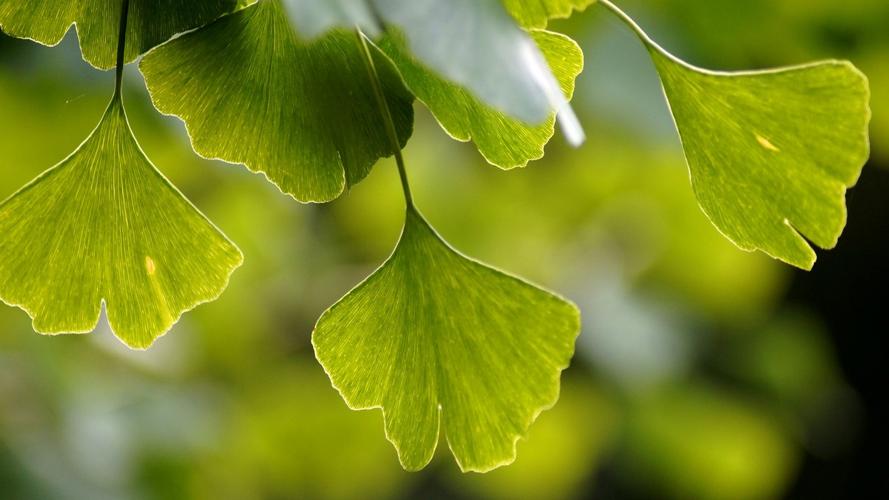 高清银杏树叶图片-花卉壁纸-高清花卉图片-第11图-娟娟壁纸