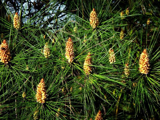 松树开花了