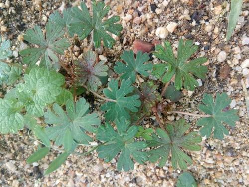 2020农夫巴巴野生中草药老鹳草鸦嘴老贯牛筋老观草250g干品推荐热销