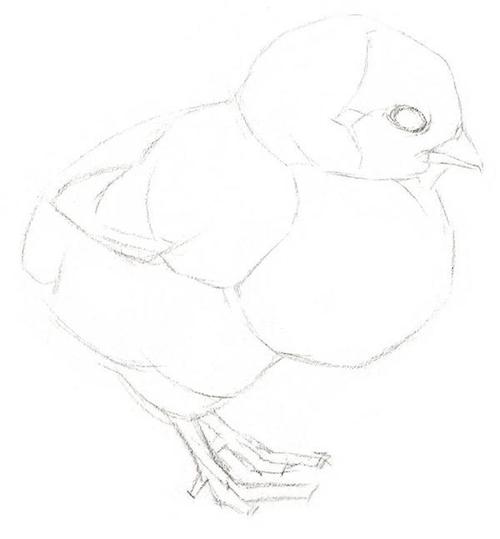小动物素描教程:教你画一只可爱的小鸡,步骤详细适合