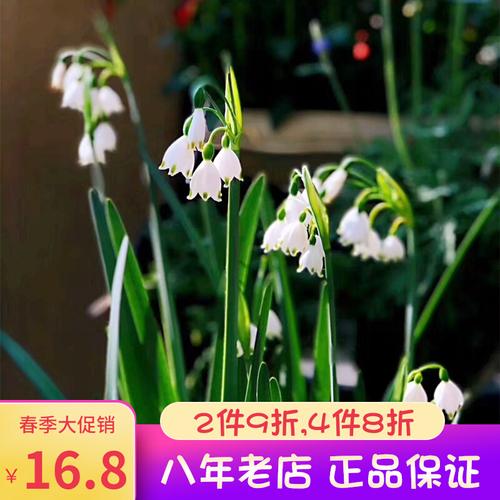 现货雪片莲雪滴花种球荷兰进口雪滴花种子阳台盆栽多年生球根花卉