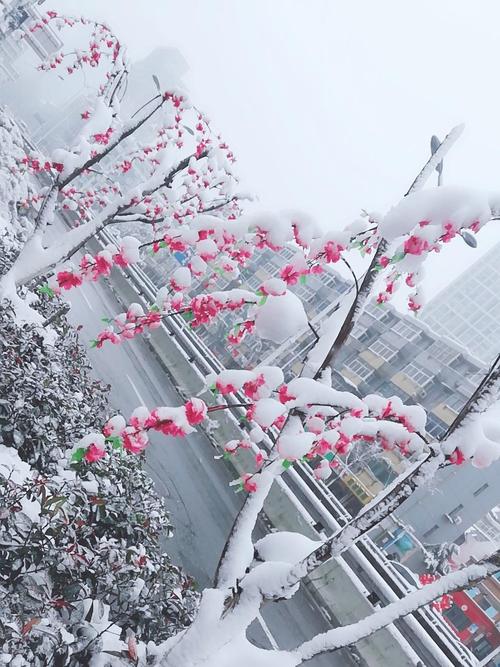 大雪压弯了腊梅