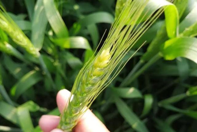 小麦灌浆期管理很关键,保护好2片叶子,小麦籽粒饱满