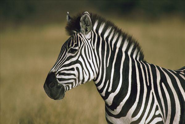 草原上的大群体斑马遇到危险的时候抛弃雌性的一种生物