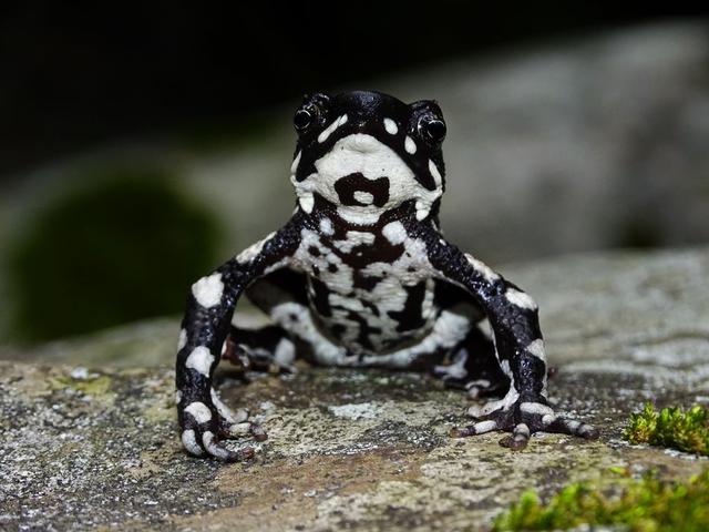 蟾蜍,名叫"夜蛤蟾蜍(atelopus aryescue)",还有一种别名叫"丑角青蛙"