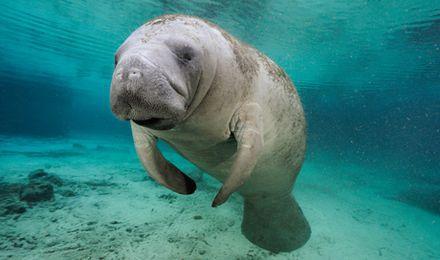 大象是怎么进化出来的它的祖先像只兔子还进化出了蹄兔和海牛