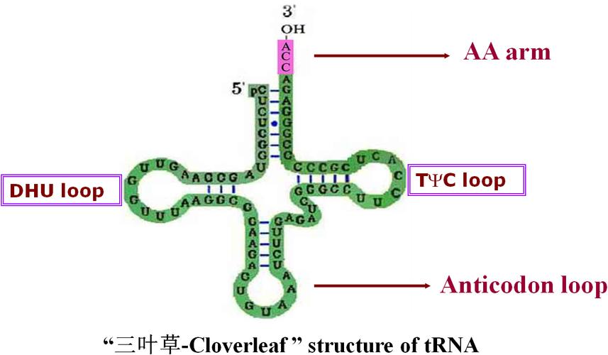 trna的二级结构三叶草的三环一臂的功能
