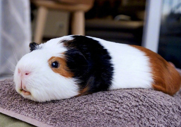 镜头感十足的小豚鼠,天生就是拍照的料子,的小表情太可爱