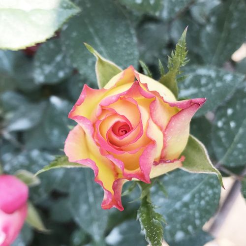 经典复色系列大花香水月季 阿班斯 多季节重复盛开四季开花玫瑰苗